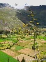 Agave, Ollantaytambo, Peru photo