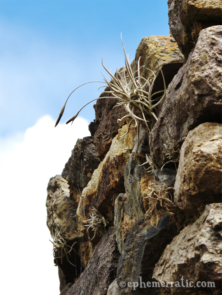 Air plants, Ollantaytambo, Peru photos