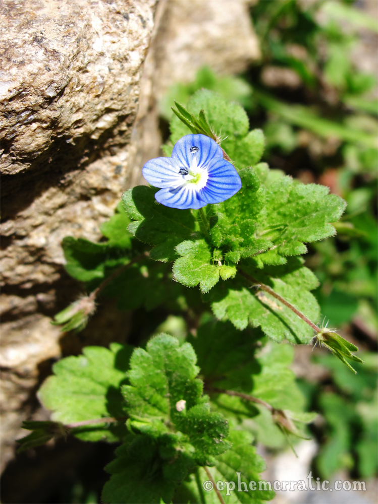 Blue flower, Ollantaytambo, Peru photo