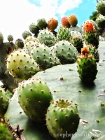 Cactus fruit, Ollantaytambo, Peru photo
