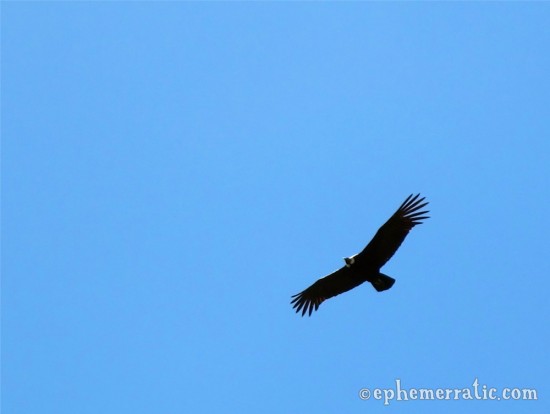 Wingspan of the Andean Condor, Colca Canyon, Peru photo