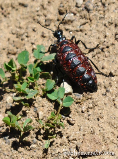 Maroon and black beetle, Colca Canyon, Peru photo