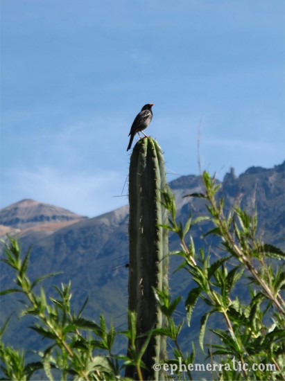 Bird perched on a cactus, Colca Canyon, Peru photo