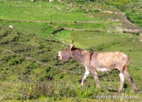 Braying donkey, Colca Canyon, Peru photo