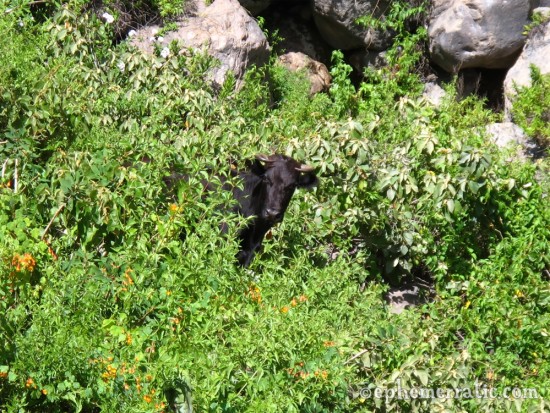 Bull in the bushes, Colca Canyon, Peru photo
