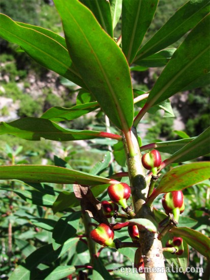 Fruiting tree, Colca Canyon, Peru photo