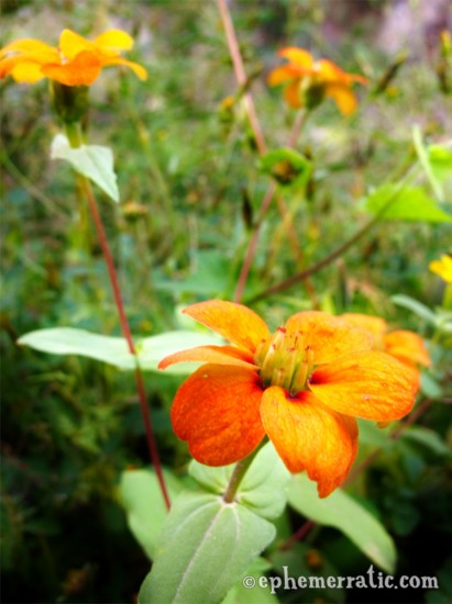 Orange bursting flowers, Colca Canyon, Peru photo