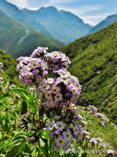 Purple flowers and a view of Colca Canyon, Peru photo