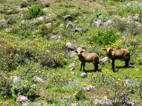 Pair of sheep in a field of flowers, Colca Canyon, Peru photo
