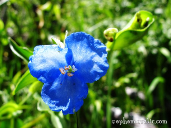 Shockingly blue and tiny flower, Colca Canyon, Peru photo