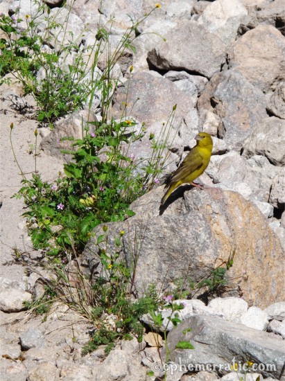Yellow songbird, Colca Canyon, Peru photo