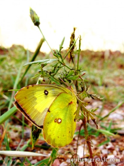 Yellow butterfly, Colca Canyon, Peru photo