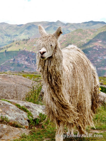 Running dreded alpaca, Sacsayhuamán, Cusco, Peru photo