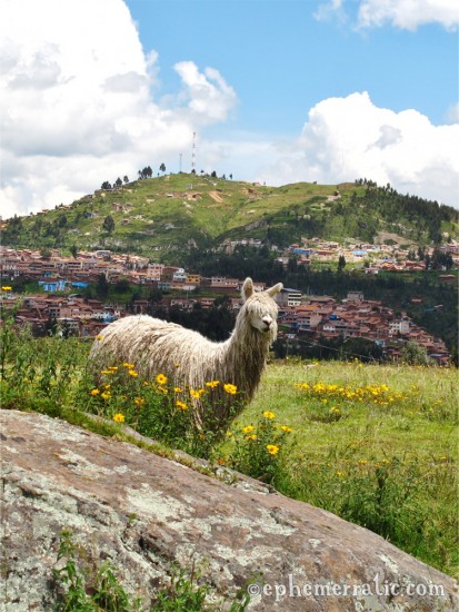 Picturesque alpaca and city view, Sacsayhuamán, Cusco, Peru photo