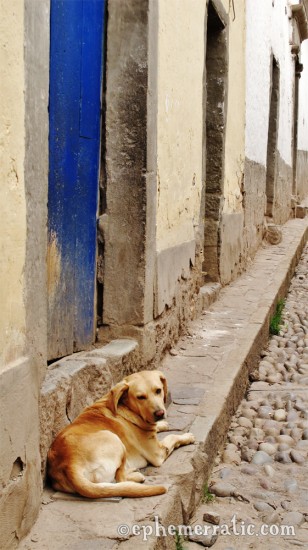 Dog and doors, Cusco, Peru