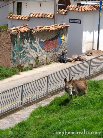 Parrot mural and live donkey, San Blas, Cusco, Peru photo
