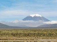 El Misti and vicuñas, Peru photo