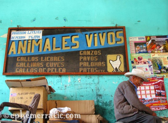 Animales Vivos, Mercado San Camilo, Arequipa, Peru photo