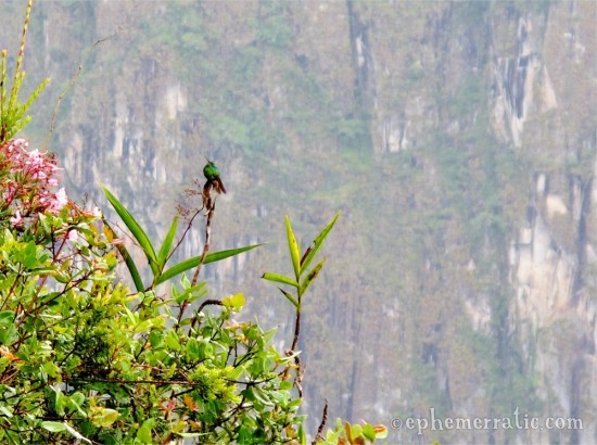 Hummingbird at Machu Picchu, Peru photo