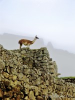 Llama at Machu Picchu, Peru photo