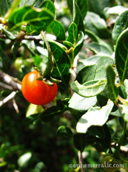 Tiny Peruvian bush tomato, Ollantaytambo, Peru photo