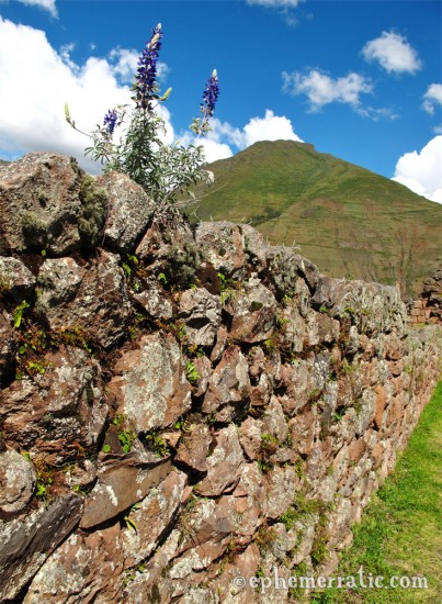 Flowers on receding wall, Pisac ruins, Peru photo