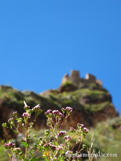 Purple flowers and battlement, Pisac ruins, Peru photo