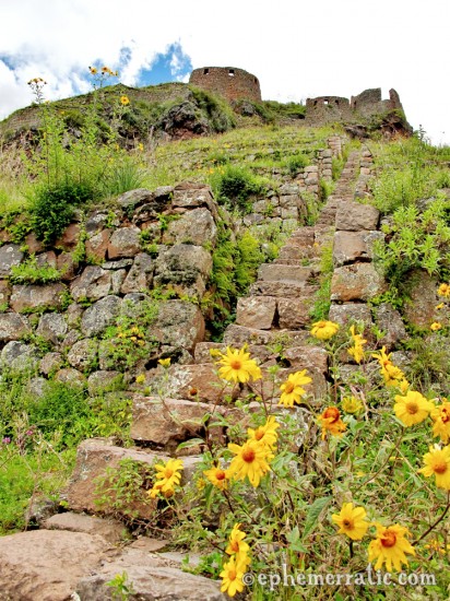 Beautiful every step of the way, Pisac ruins, Peru photo