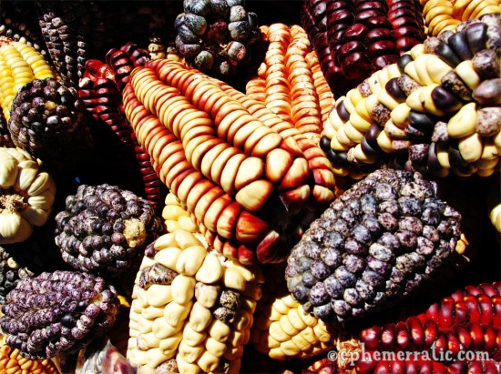 Corn of many colors, Pisac Sunday Market, Peru photo