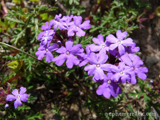 Purple flower bunches, Ollantaytambo, Peru photo