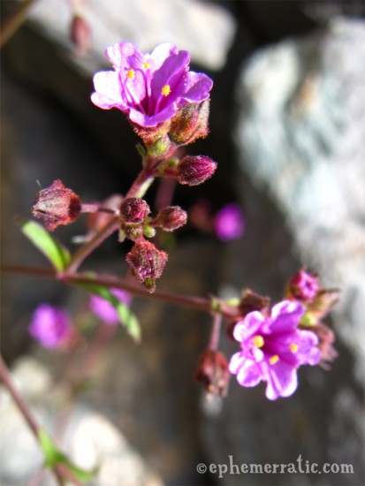 Purple flowers blooming, Ollantaytambo, Peru photo
