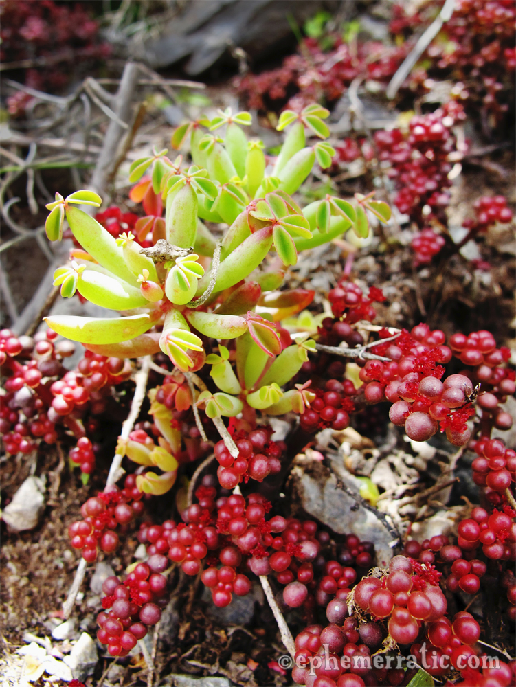 Red succulent spheres, Ollantaytambo, Peru photo