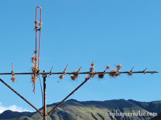 Air plants cling to an antenna, Sacred Valley, Peru photo
