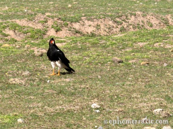 Condor of the Sacred Valley, Peru photo