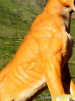 Sometimes you get the shot, sometimes... Sacred Valley, Peru photo