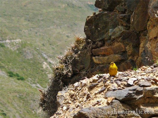 Yellow bird, Ollantaytambo, Peru photo