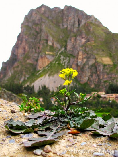 Yellow flower mountain ruins, Ollantaytambo, Peru photo