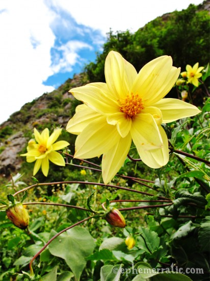Yellow flowers hill, Ollantaytambo, Peru photo