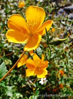 Yellow poppy flower, Ollantaytambo, Peru photo